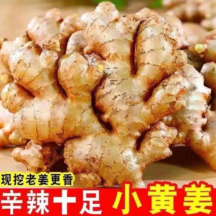 基地直发云南小黄姜新姜农家自发新鲜整姜无硫磺0.5-9斤老姜新姜