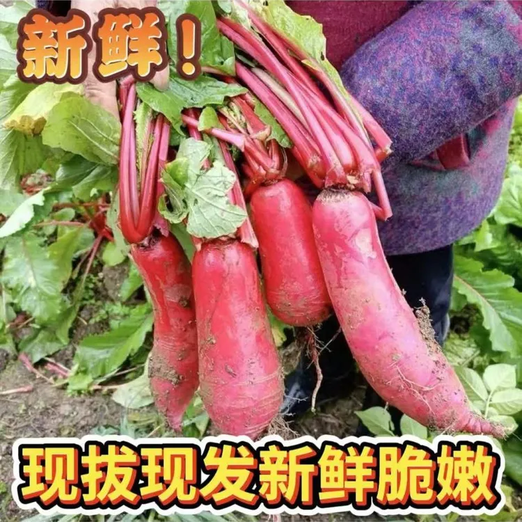 山东本地红萝卜红皮白肉水果萝卜甜脆微辣山东特产泡菜新鲜萝卜