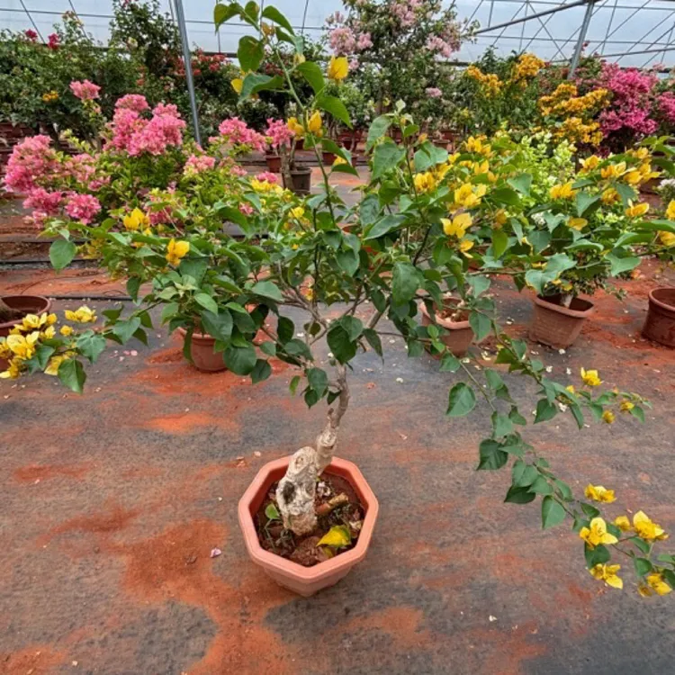 三角梅造型盆栽四季开花爬藤植物带花苞适合室内外