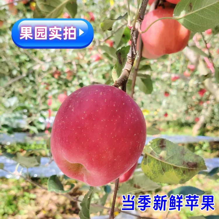 当季新鲜水果原产地云南昭通苹果优选红富士苹果