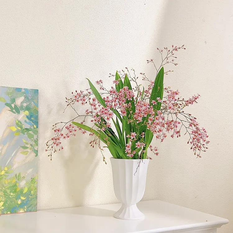 梦香兰 多花香味高端花卉花期长精品室内办公室桌面开花兰花盆栽