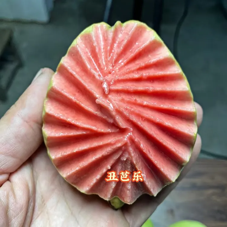 红心软芭乐番石榴现摘现发香甜软糯5斤包邮饱满多汁有坏包赔