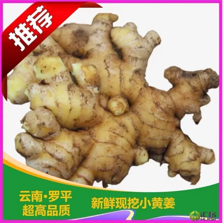 正宗云南罗平小黄姜新鲜现挖新姜嫩姜月子姜蔬菜