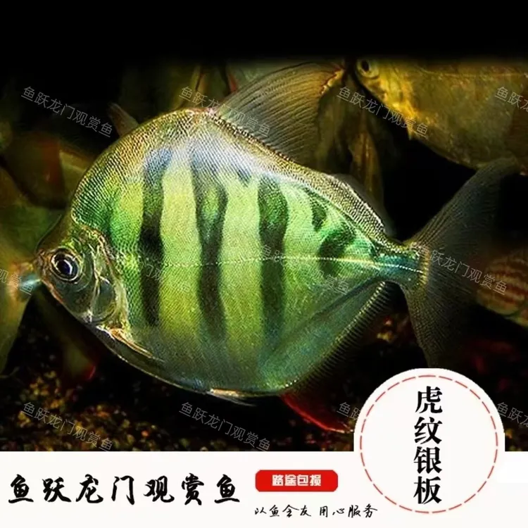 虎纹银板鱼热带观赏鱼中大型淡水鱼龙缸配鱼