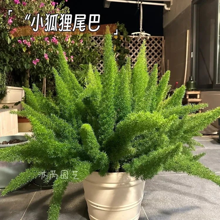 狐尾天门冬盆栽喜阳庭院绿植阳台花园低维护耐热耐旱多年生易活