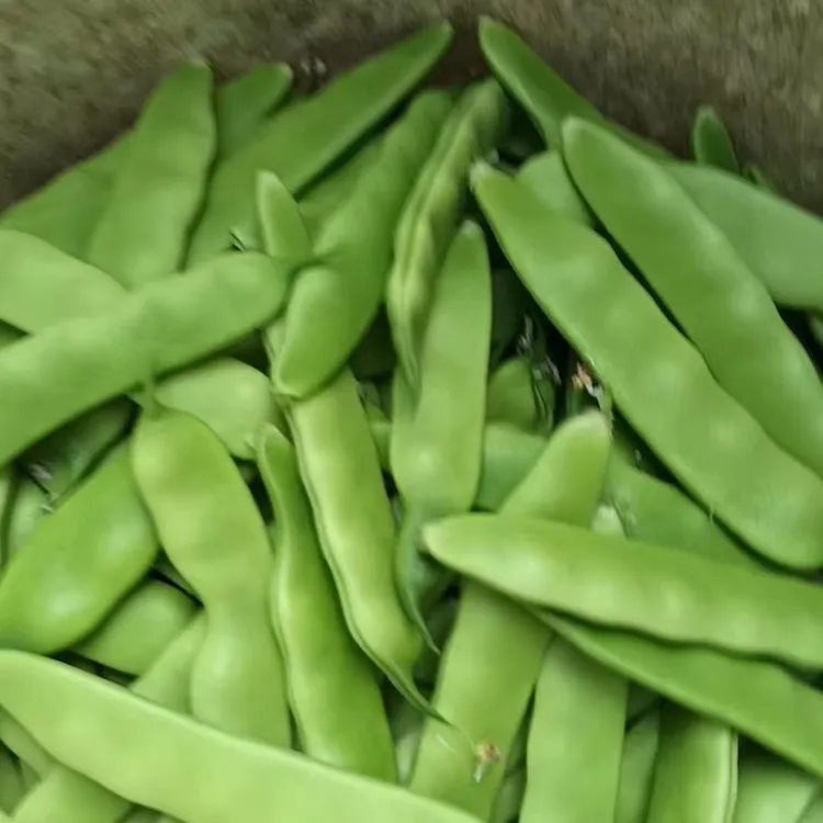 【绿玲珑豆角种子】四季种植盆栽地栽阳台小院种植