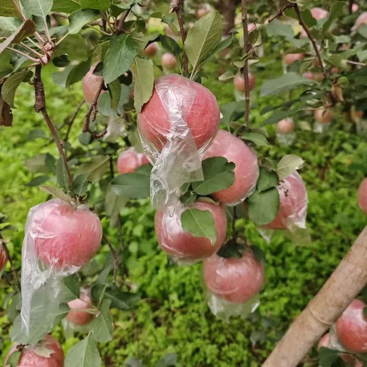 【冰糖心】山西临猗红富士苹果冰糖心丑苹果脆甜多汁新鲜应季水果