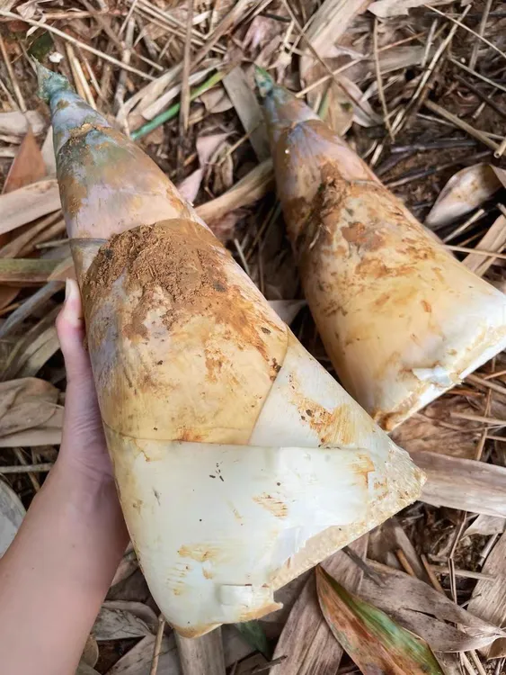 广东揭阳埔田新鲜带壳现挖鲜竹笋野生竹笋新鲜广西农家笋子带壳