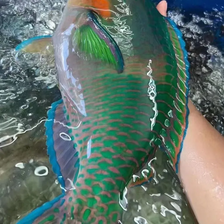 【顺丰包邮】野生海钓青衣鱼鹰嘴鱼新鲜活冻锁鲜3-8斤肉质鲜美营养