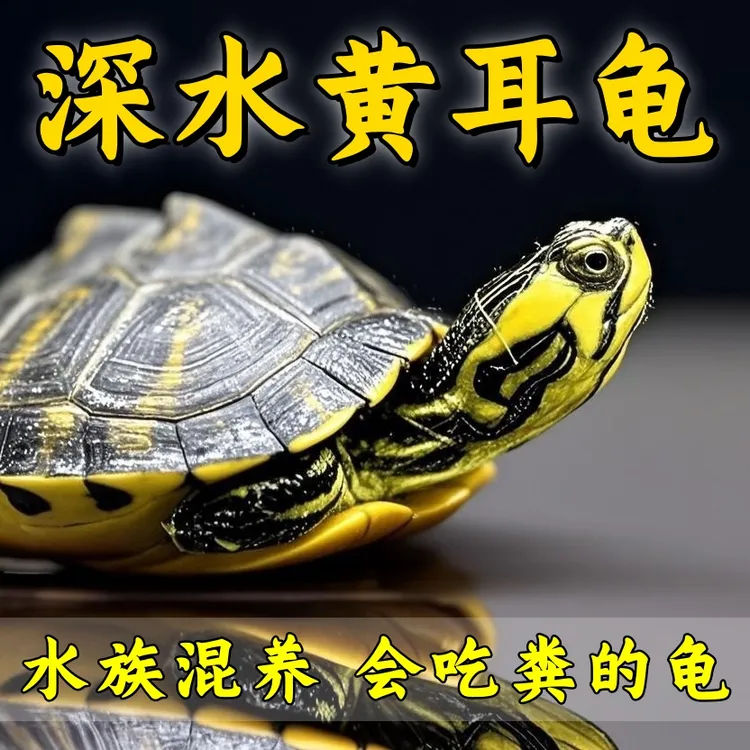 深水黄耳龟吃鱼粪乌龟鱼缸混养小乌龟活物稀有纯种冷水观赏宠物龟