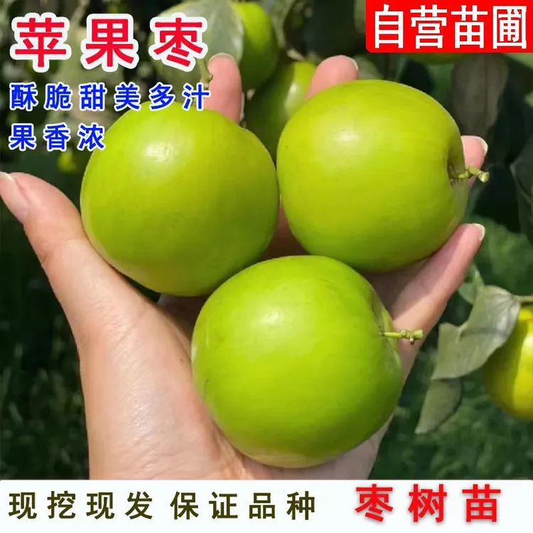 枣树活苗嫁接苹果枣树苗脆甜牛奶大青枣苗树庭院盆栽地栽种植果树