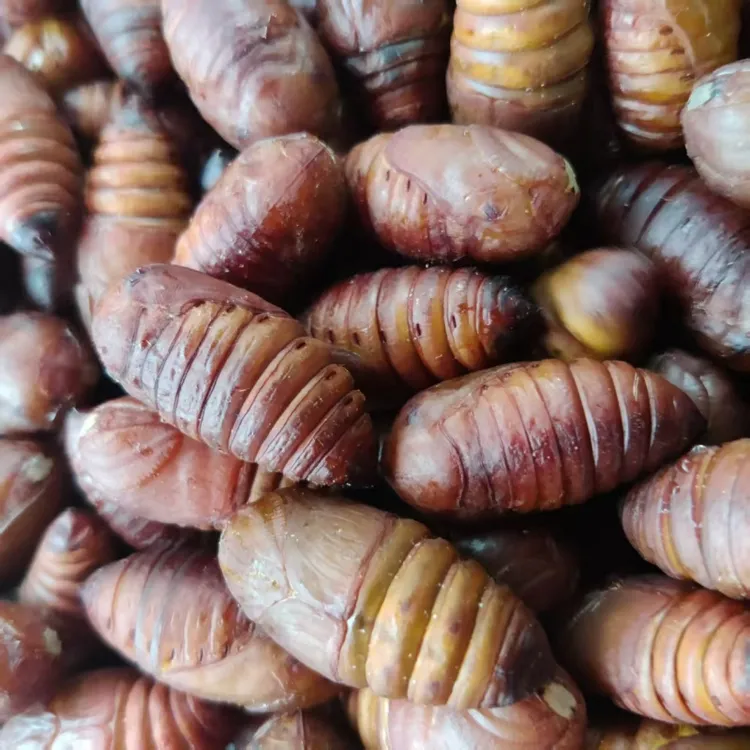 东北新鲜活体发货柞蚕大黄大黑蚕蛹小黄小黑油炸茧蛹空气炸锅顺丰