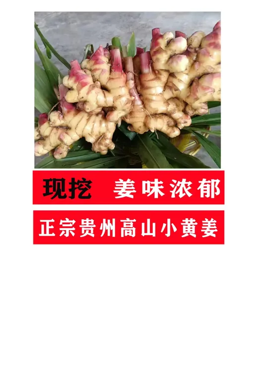 贵州高山小黄姜新鲜现挖姜香浓郁适合月子食用