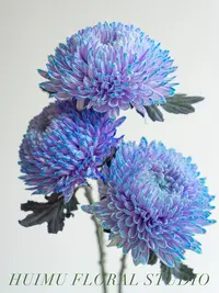 婵之语优选   梦幻紫  牡丹菊鲜切花