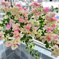 绿樱三角梅盆栽花卉勤花四季开花爬藤阳台院子绿植