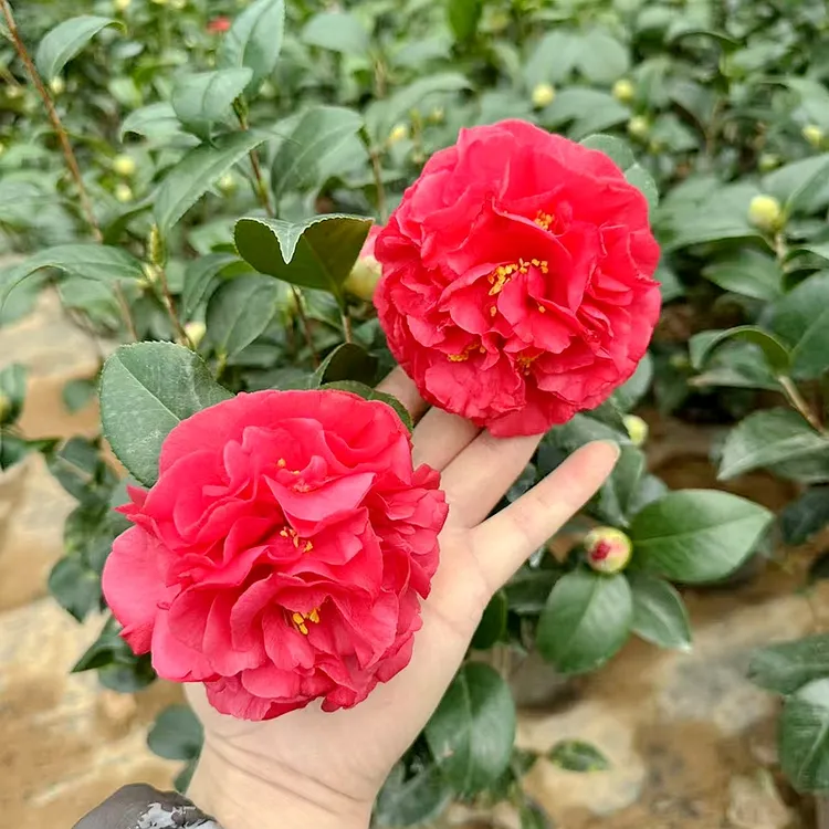 克瑞墨大牡丹山茶花盆栽树苗 秋冬季节带花苞 正红色茶花大花耐寒