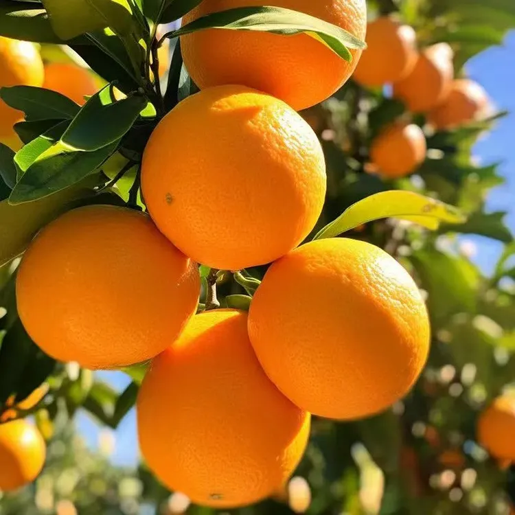正宗湖南脐橙新鲜现摘多汁香甜产地直发水果