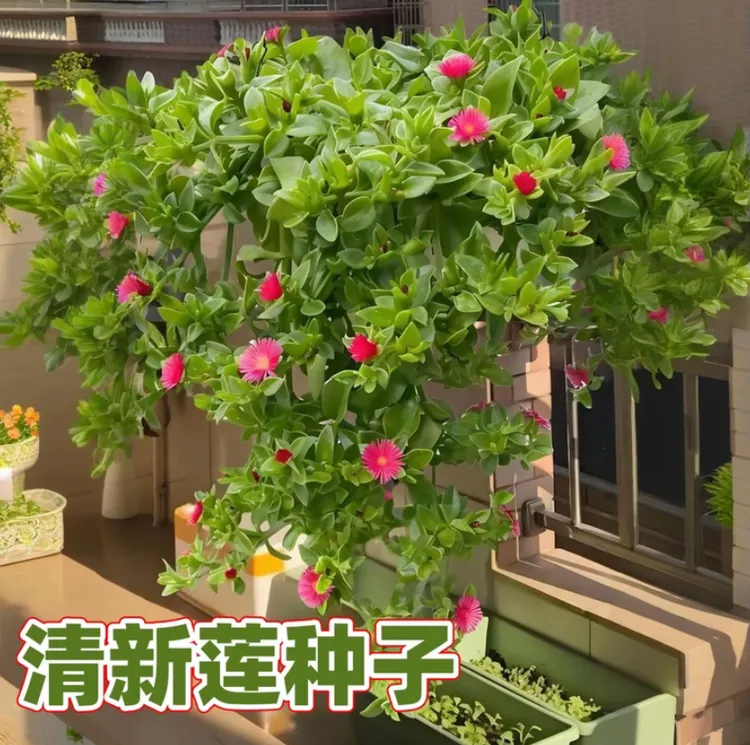 【清新莲种子】家庭阳台小院种植四季播种蔬菜种籽盆栽地栽易种