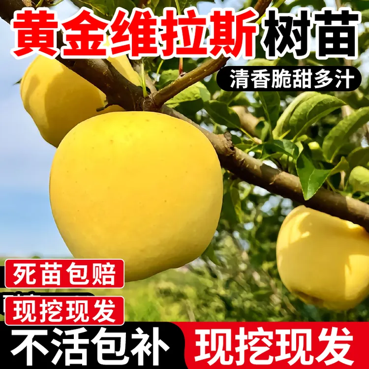 2年苗买一送一】嫁接日本黄金维纳斯苹果树苗大果脆甜元帅苹果树苗