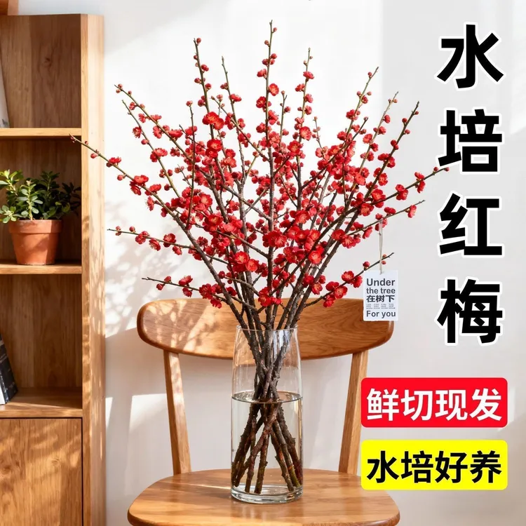【带花苞】水培梅花鲜枝红梅年宵花室内装饰遇水开花冬季耐寒好养