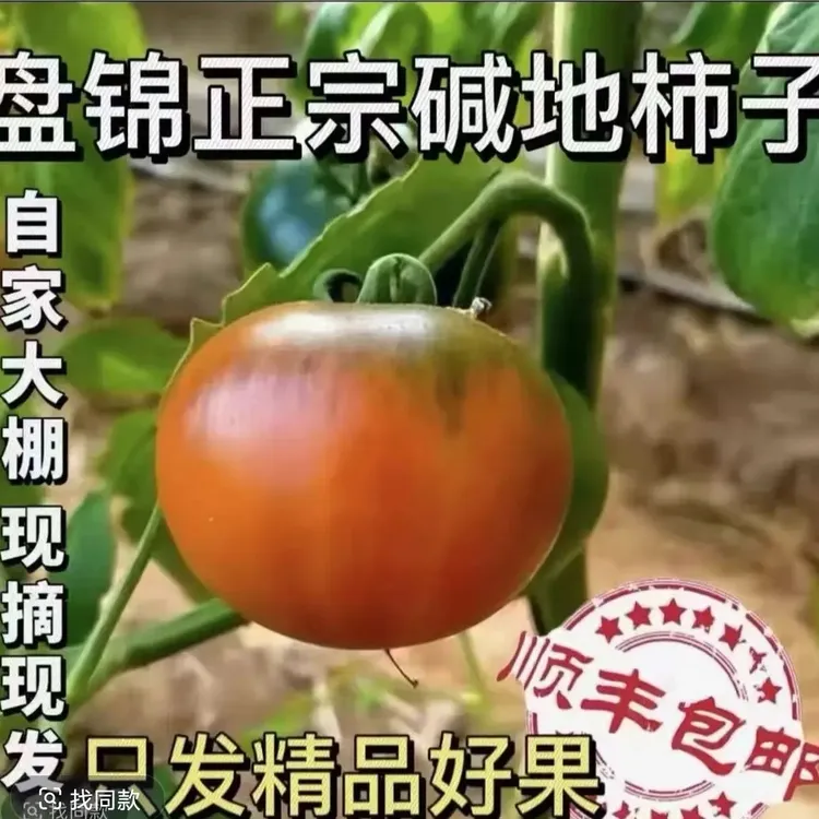 精品大果20-30颗碱地柿子铁皮西红柿盘锦顺丰包邮