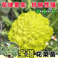 正品绿色宝塔菜秧苗宝塔菜秧苗带土发货活苗耐寒四季阳台庭院种植