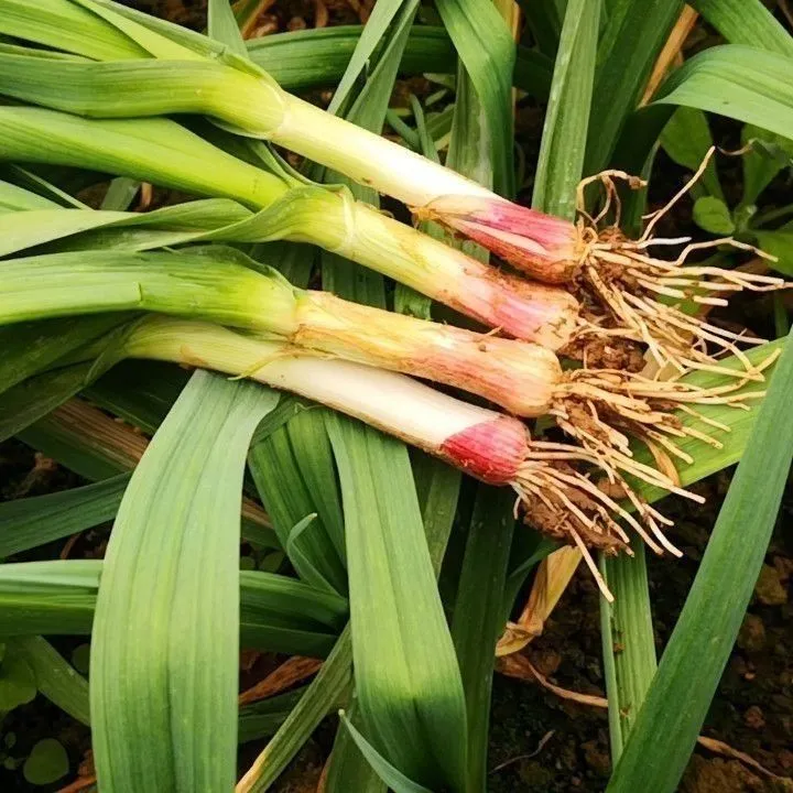 【顺丰京东包邮】兴平农家自种新鲜红根蒜苗蒜香味十足百搭蔬菜