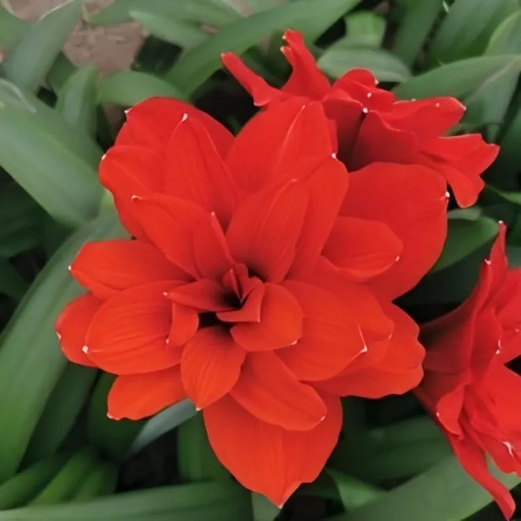 蒂卡莲花 秘鲁进口朱顶红种球 圃朗特园艺红色重瓣室内外红莲花