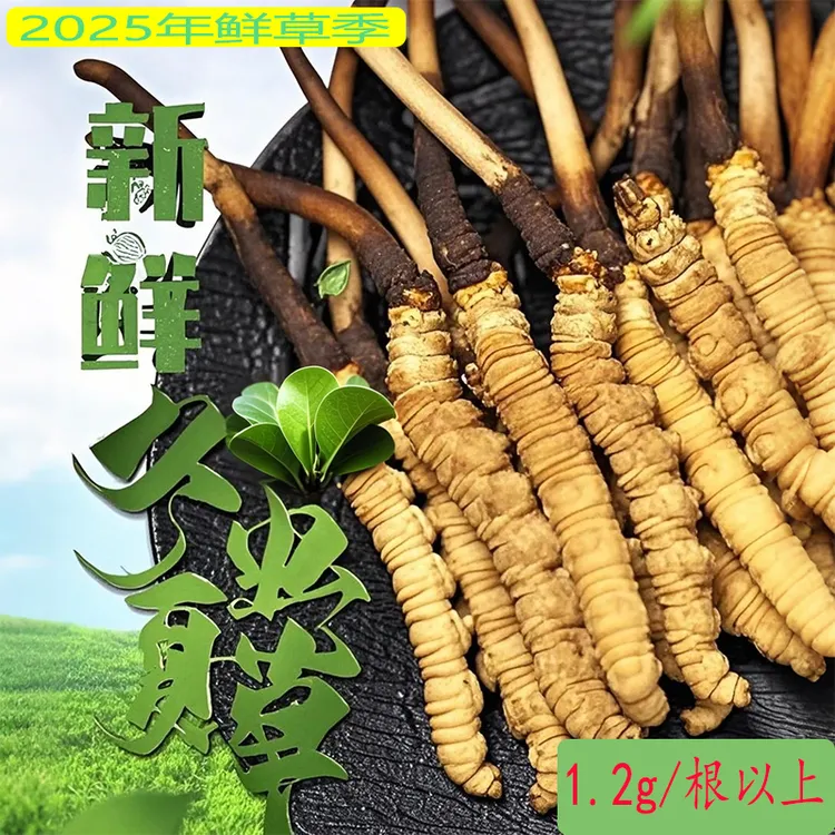 【1.4g/根以上】2025年新鲜冬虫夏草  产地顺丰空运包邮  