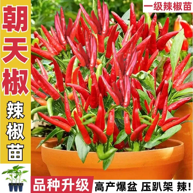 特辣朝天椒苗秧小米辣幼苗海椒小米椒阳台盆栽四季辣椒苗大苗特大