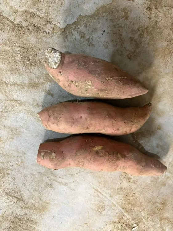 小雪家瑕疵地瓜，介意勿拍，介意勿拍！！！