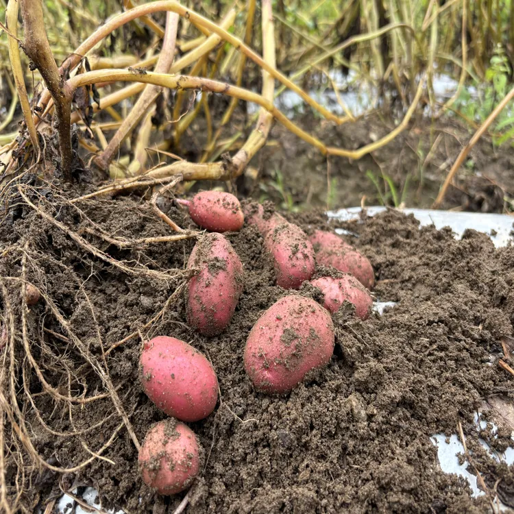 烧烤炖肉易贡小土豆洋芋，不用削皮直接用