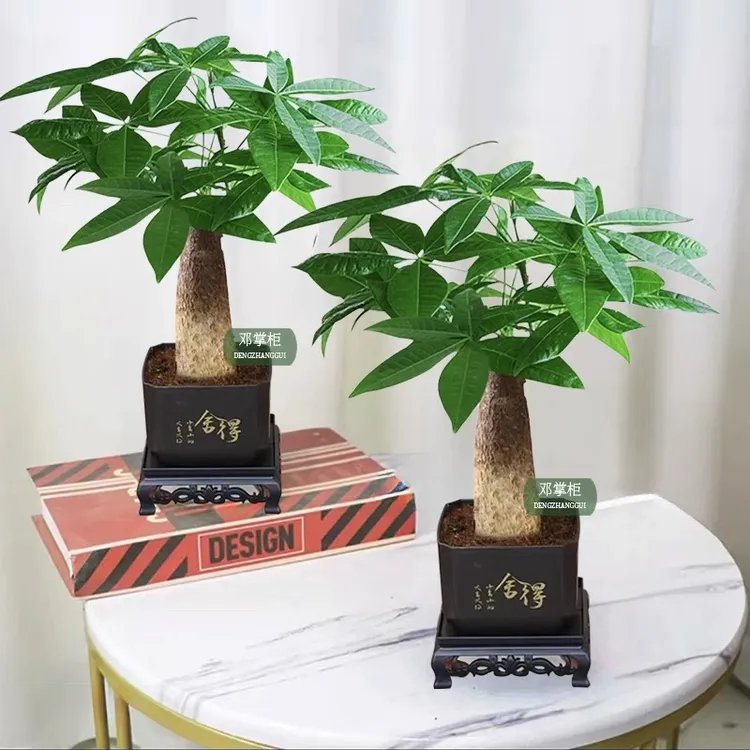 （到手2盆）A发财树好养护桌面绿色室内盆栽花卉鲜活发货观叶耐旱A