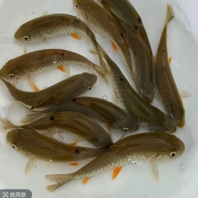 军鱼冷水观赏鱼好养活可观赏可食用