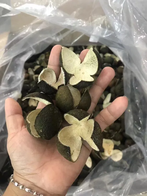 预售8月5日前发顺丰包邮2025年新会梅江生态园小青柑小青花皮
