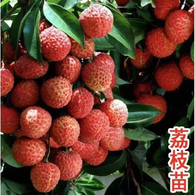 a荔枝果树苗荔枝果树苗荔枝果树苗荔枝果树苗原基地直发