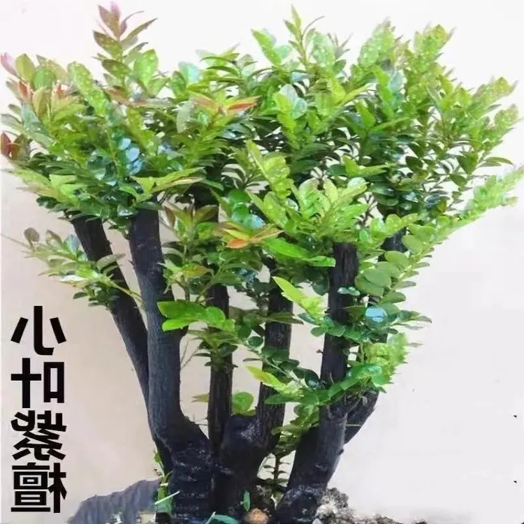 小叶紫檀盆景植物树桩室内客厅桌面老桩盆栽四季常青易养绿植包邮
