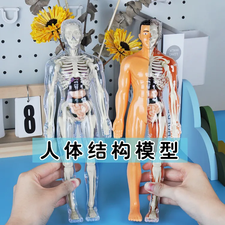 人体结构器官模型骨骼可拆卸拼装3d骨架内脏医学生物解剖科教玩具商品图