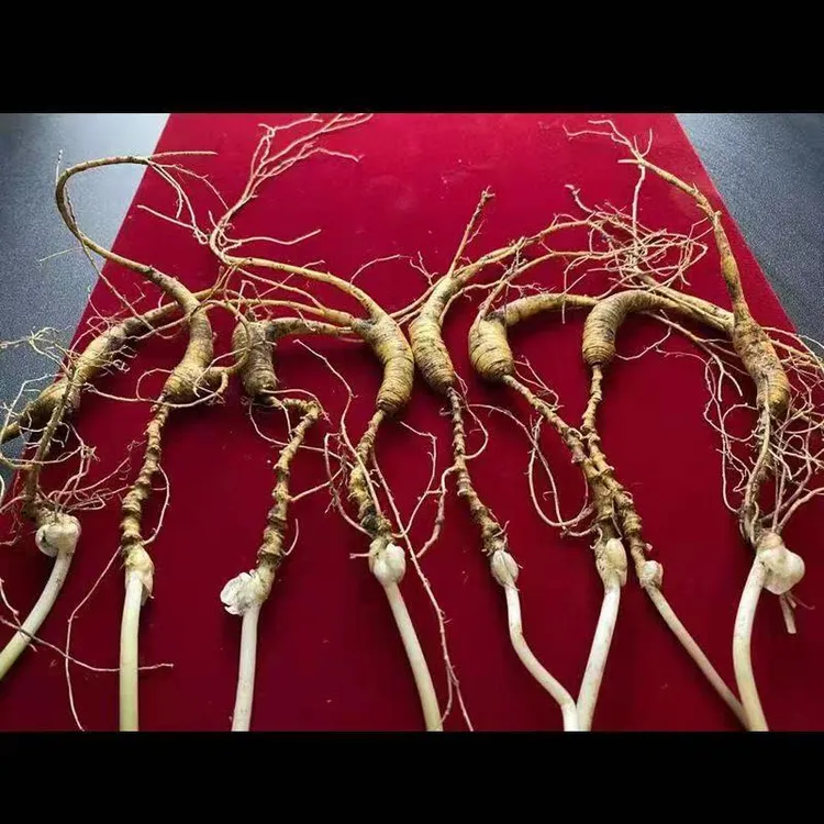 长白山新鲜放山货一物一拍以实物为主长白山鲜人参
