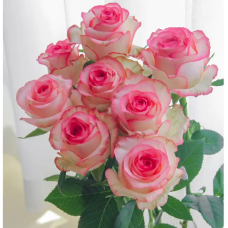 80支随机混色玫瑰包邮到家