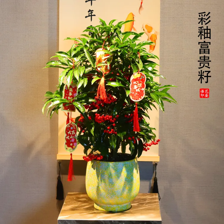 富贵籽黄金万两红果喜庆绿植盆栽净化空气景德镇陶瓷盆年宵花