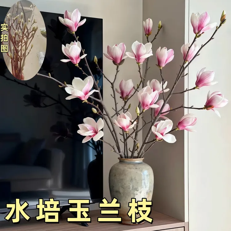 水培玉兰鲜枝室内外耐寒玉兰花干枝发货懒人花卉绿植水培植物