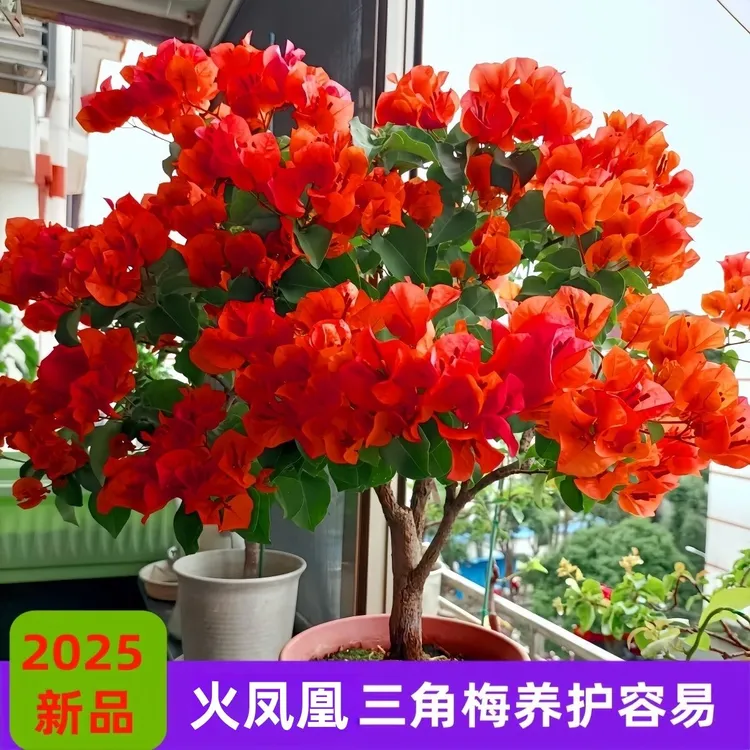 正宗三角梅重瓣盆栽庭院老桩阳台室内四季开花植物花卉耐寒绿植花