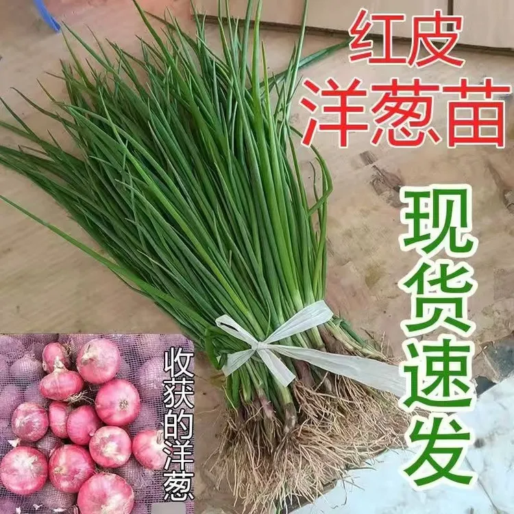 水果紫红洋葱秧苗洋葱苗幼苗载苗红皮圆葱苗秋冬种植苗新鲜现挖蔬