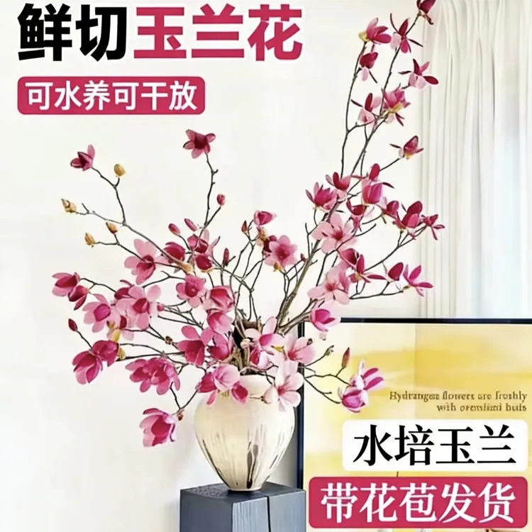 【带花苞】玉兰花水培枝条鲜切鲜枝室内桌面绿植懒人好养活花卉植物