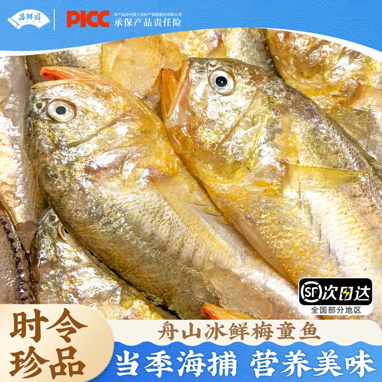 正宗舟山梅童鱼新鲜梅子鱼海鲜深海大头宝美味生鲜冷冻鲜活鲜美