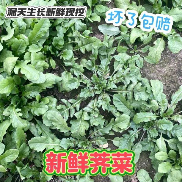 新鲜荠菜漏天生长新鲜现挖荠菜地菜饺子包馅野菜新鲜（普通快递）