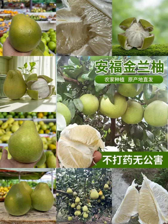 蚕子金兰柚安福蚕子是江西井冈蜜柚中的臻品皮薄脆甜多汁新鲜水果