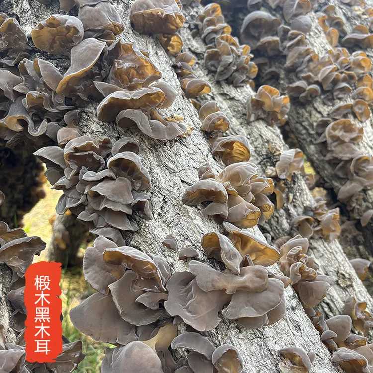 湖北房县深山段木黑木耳干货软糯肉厚春耳秋耳房县老品种黑木耳