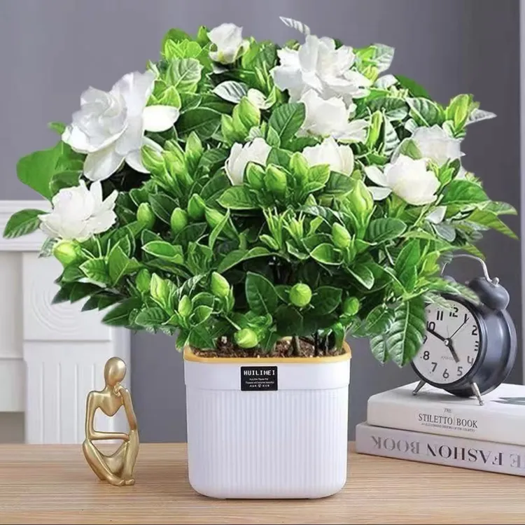 带花苞浓香型多季开花栀子花盆栽好养花卉植物室内开花室-DHF-JL